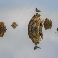 Black Tern Family Reflection